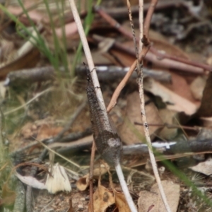 Glenoleon sp. (genus) at Hughes, ACT - 1 Jan 2021