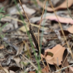 Glenoleon sp. (genus) at Hughes, ACT - 1 Jan 2021 01:38 PM