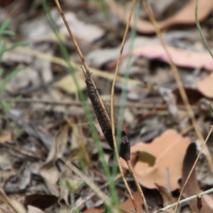 Glenoleon sp. (genus) at Hughes, ACT - 1 Jan 2021