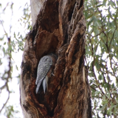 Callocephalon fimbriatum (Gang-gang Cockatoo) at Red Hill, ACT - 1 Jan 2021 by LisaH