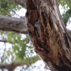 Callocephalon fimbriatum at Red Hill, ACT - suppressed
