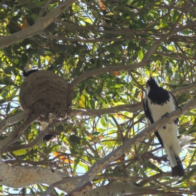 Grallina cyanoleuca (Magpie-lark) at Conder, ACT - 26 Nov 2020 by MichaelBedingfield