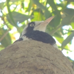 Grallina cyanoleuca at Conder, ACT - 26 Nov 2020