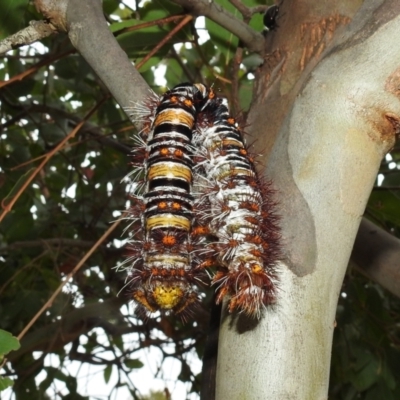 Chelepteryx collesi (White-stemmed Gum Moth) at Lions Youth Haven - Westwood Farm A.C.T. - 2 Jan 2021 by HelenCross