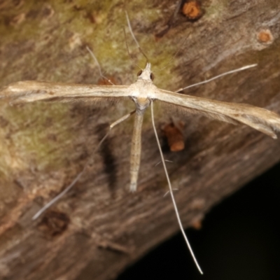 Pterophoridae (family) (A Plume Moth) at Melba, ACT - 16 Dec 2020 by kasiaaus