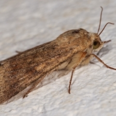 Helicoverpa (genus) at Melba, ACT - 16 Dec 2020