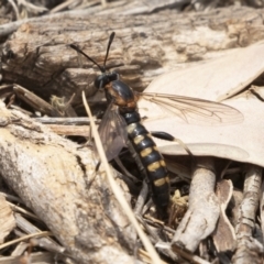 Miltinus sp. (genus) (Miltinus mydas fly) at Illilanga & Baroona - 13 Dec 2019 by Illilanga