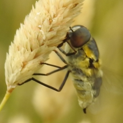 Trichophthalma scapularis (Tangle-vein fly) at Lions Youth Haven - Westwood Farm A.C.T. - 2 Jan 2021 by HelenCross