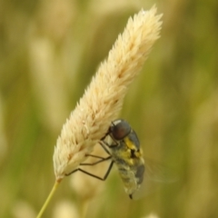 Trichophthalma scapularis at suppressed - 2 Jan 2021