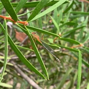 Xanthagrion erythroneurum at Murrumbateman, NSW - 2 Jan 2021 03:30 PM