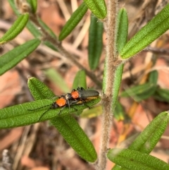 Chauliognathus tricolor (Tricolor soldier beetle) at Murrumbateman, NSW - 2 Jan 2021 by SimoneC