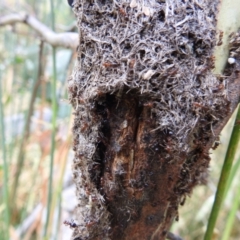 Papyrius nitidus (Shining Coconut Ant) at Tuggeranong DC, ACT - 2 Jan 2021 by HelenCross