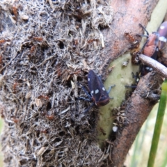 Papyrius nitidus at Tuggeranong DC, ACT - suppressed