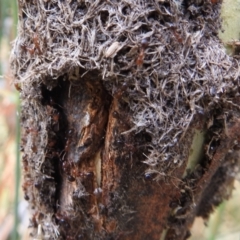 Papyrius nitidus at Tuggeranong DC, ACT - suppressed