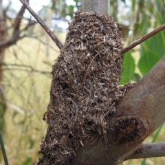 Papyrius nitidus at Tuggeranong DC, ACT - suppressed