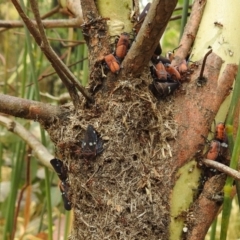 Papyrius nitidus at Tuggeranong DC, ACT - suppressed