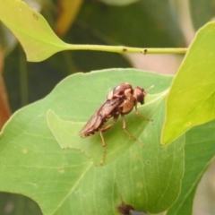 Pergagrapta polita (Sawfly) at Lions Youth Haven - Westwood Farm A.C.T. - 2 Jan 2021 by HelenCross