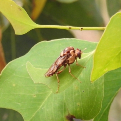 Pergagrapta polita (Sawfly) at Lions Youth Haven - Westwood Farm A.C.T. - 2 Jan 2021 by HelenCross