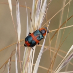 Dicranolaius concinicornis (Melyrid flower beetle) at Illilanga & Baroona - 26 Dec 2020 by Illilanga