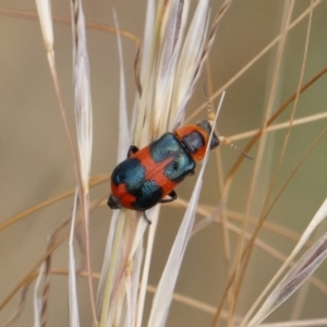 Dicranolaius concinicornis at Michelago, NSW - 26 Dec 2020