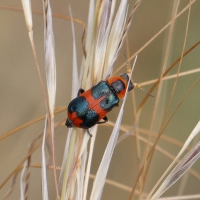 Dicranolaius concinicornis (Melyrid flower beetle) at Illilanga & Baroona - 26 Dec 2020 by Illilanga