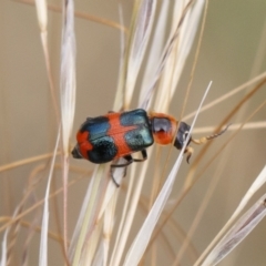 Dicranolaius concinicornis at Michelago, NSW - 26 Dec 2020