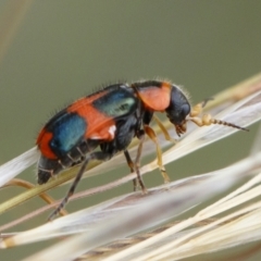 Dicranolaius concinicornis at Michelago, NSW - 26 Dec 2020