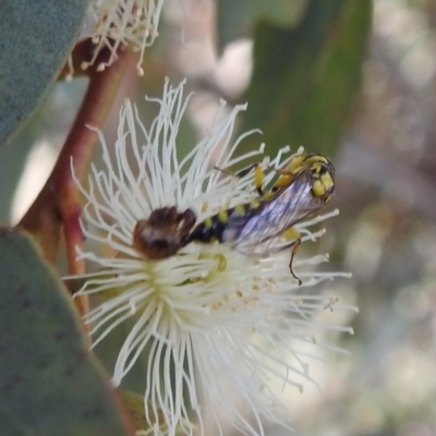 Tiphiidae sp. (family) (Unidentified Smooth flower wasp) at Tuggeranong DC, ACT - 2 Jan 2021 by HelenCross