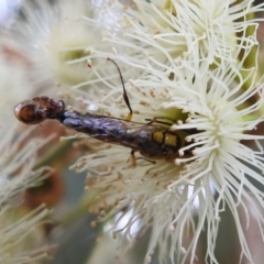 Tiphiidae (family) at Tuggeranong DC, ACT - 2 Jan 2021