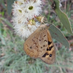Heteronympha merope (Common Brown Butterfly) at Tuggeranong DC, ACT - 2 Jan 2021 by HelenCross