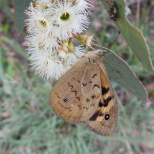 Heteronympha merope at Tuggeranong DC, ACT - 2 Jan 2021