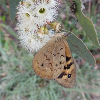 Heteronympha merope (Common Brown Butterfly) at Tuggeranong DC, ACT - 2 Jan 2021 by HelenCross