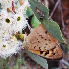 Heteronympha merope at Tuggeranong DC, ACT - 2 Jan 2021