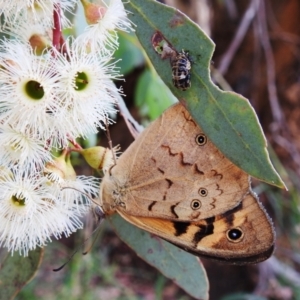 Heteronympha merope at Tuggeranong DC, ACT - 2 Jan 2021