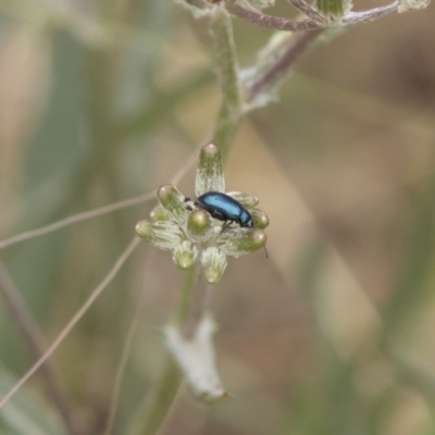Arsipoda sp. (genus) (A flea beetle) at Illilanga & Baroona - 17 Jan 2020 by Illilanga