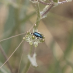 Arsipoda sp. (genus) (A flea beetle) at Michelago, NSW - 17 Jan 2020 by Illilanga