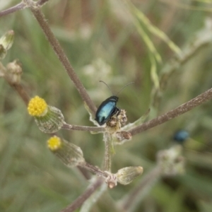 Arsipoda sp. (genus) at Michelago, NSW - 17 Jan 2020