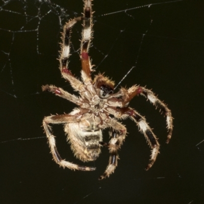 Hortophora transmarina (Garden Orb Weaver) at Higgins, ACT - 27 Dec 2020 by AlisonMilton