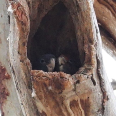 Callocephalon fimbriatum (Gang-gang Cockatoo) at Red Hill to Yarralumla Creek - 2 Jan 2021 by JackyF