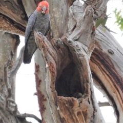 Callocephalon fimbriatum at Hughes, ACT - 2 Jan 2021