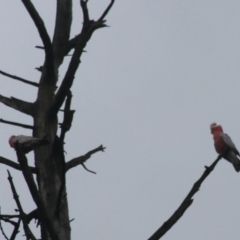 Eolophus roseicapilla (Galah) at Goulburn, NSW - 1 Jan 2021 by Rixon