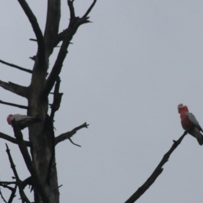 Eolophus roseicapilla (Galah) at Goulburn, NSW - 1 Jan 2021 by Rixon