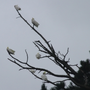 Cacatua galerita at Goulburn, NSW - 1 Jan 2021