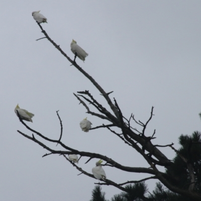 Cacatua galerita (Sulphur-crested Cockatoo) at Goulburn, NSW - 1 Jan 2021 by Rixon