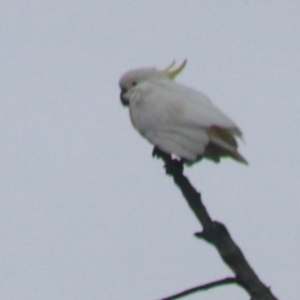 Cacatua galerita at Goulburn, NSW - 1 Jan 2021
