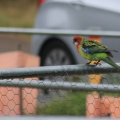 Platycercus eximius (Eastern Rosella) at Goulburn Wetlands - 1 Jan 2021 by Rixon