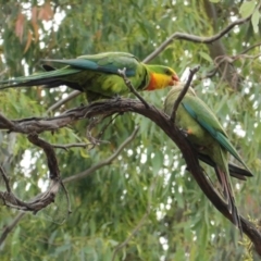 Polytelis swainsonii (Superb Parrot) at Hughes, ACT - 2 Jan 2021 by JackyF