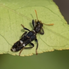 Scrobiger splendidus (Clerid beetle) at Illilanga & Baroona - 14 Dec 2019 by Illilanga