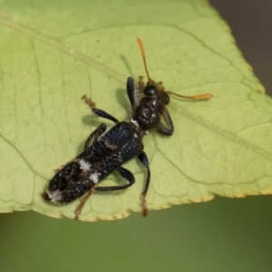 Scrobiger splendidus at Michelago, NSW - 14 Dec 2019 12:08 PM