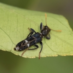 Scrobiger splendidus at Michelago, NSW - 14 Dec 2019 12:08 PM